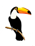 Ilustração Tucano